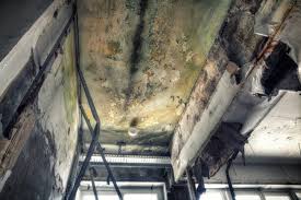 Why You Should Choose Our Mold Remediation Services in Hawaiian Beaches, HI